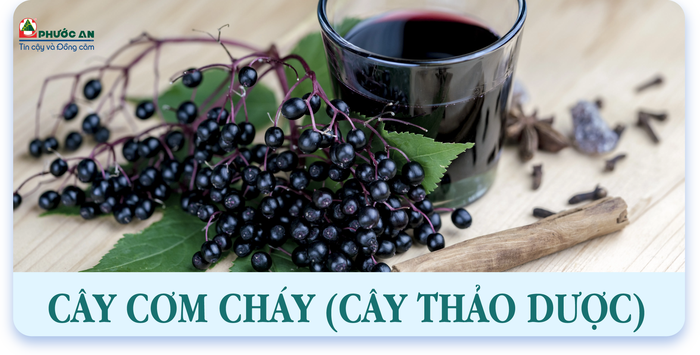 cay-com-chay-elderberry