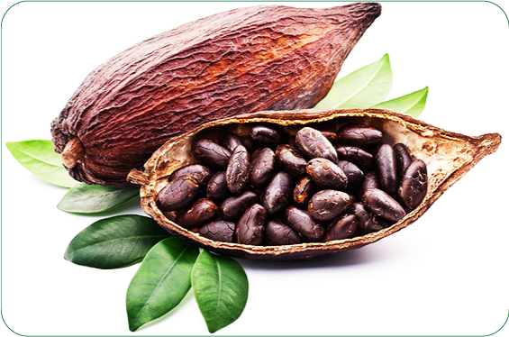 Công dụng của Polyphenol có trong cacao và chocolate giúp ngăn ngừa bệnh Alzheimer