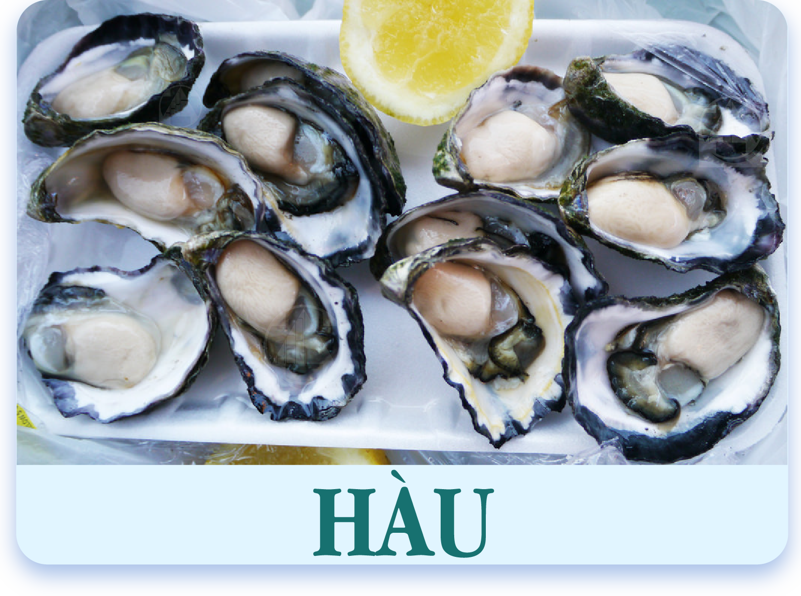 hau-oyster