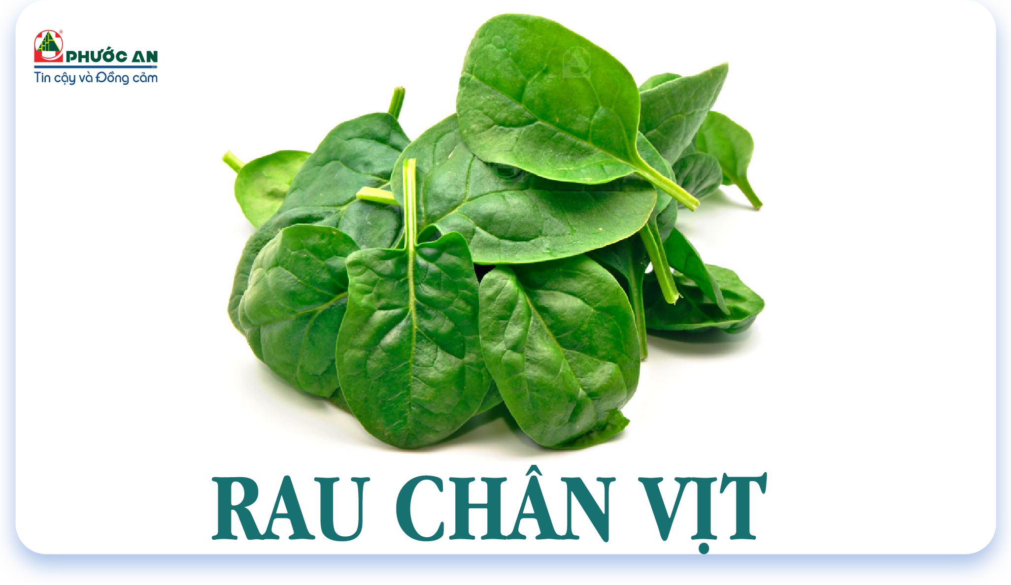 rau-chan-vit-spinach